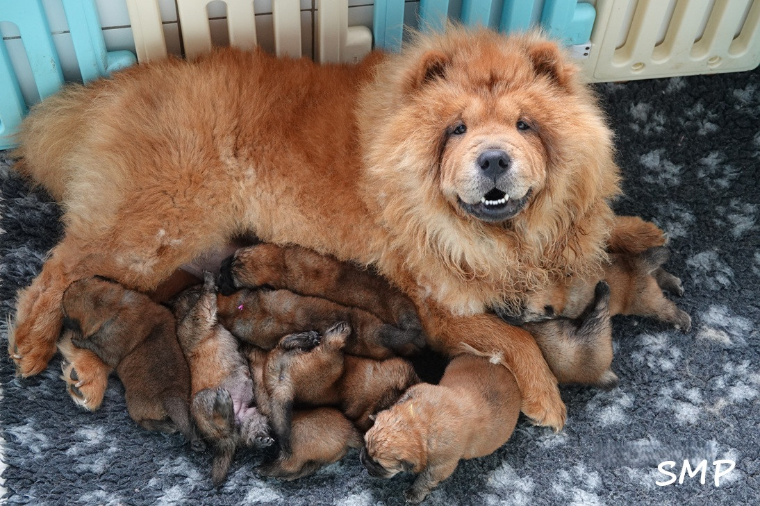 Chiot Chow Chow De La Légende Du Bois Ballon
