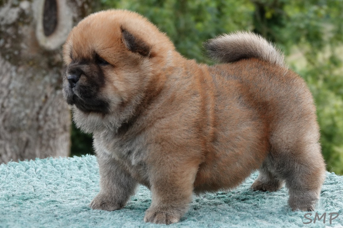 De La Légende Du Bois Ballon - Chiots disponibles - Chow Chow