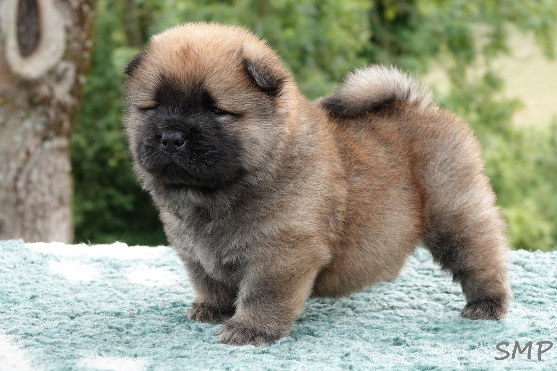 De La Légende Du Bois Ballon - Chiots disponibles - Chow Chow