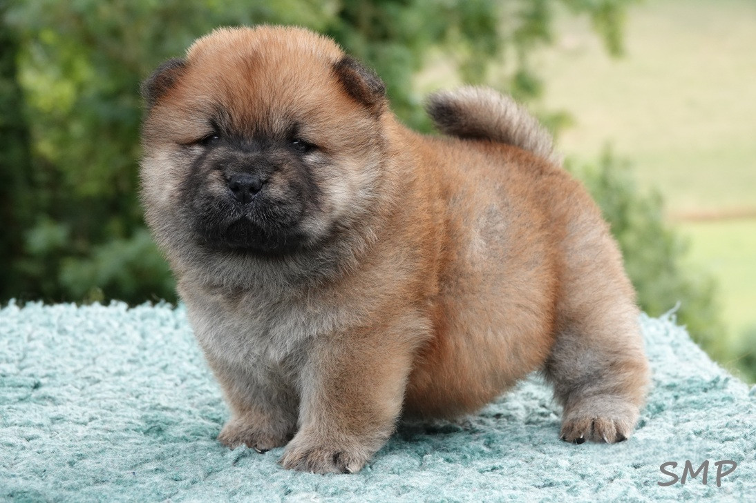 De La Légende Du Bois Ballon - Chiots disponibles - Chow Chow