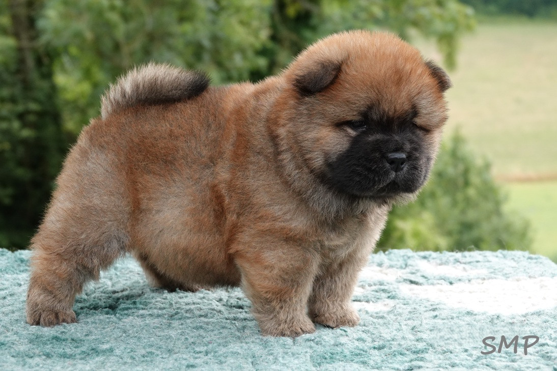 De La Légende Du Bois Ballon - Chiots disponibles - Chow Chow